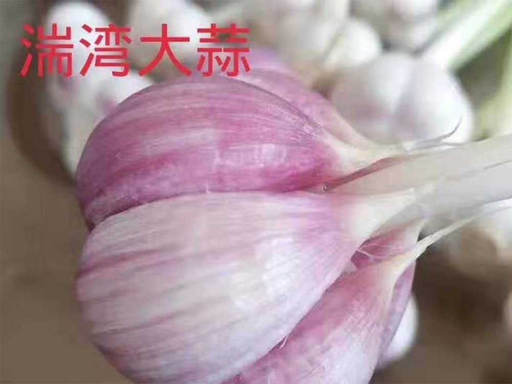 优游平台紫蒜