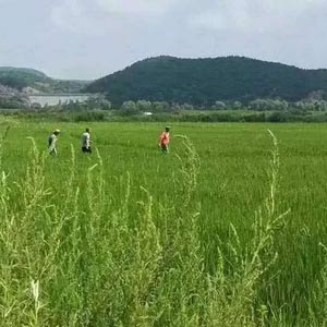 优游国际平台大米生产基地